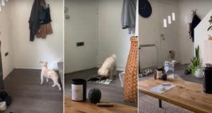 My Goodness!: Little Dog Destroys Everything That Comes Through Mail Slot