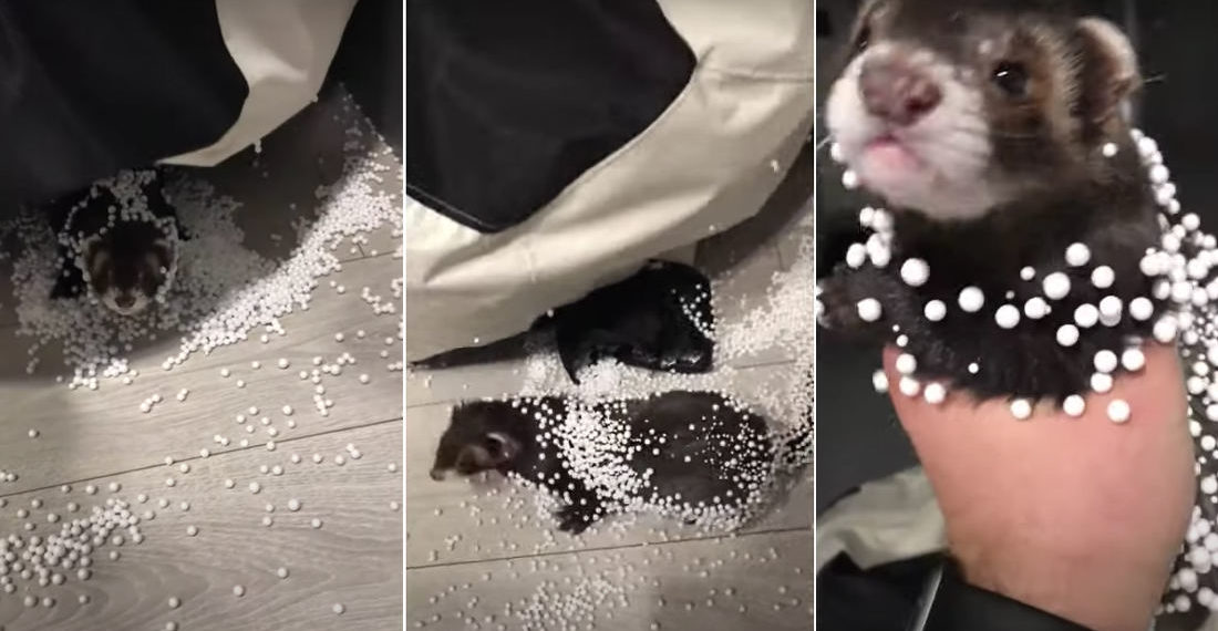 Busted!: Ferret Caught In Beanbag Chair Spilling Balls Everywhere