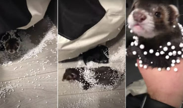 Busted!: Ferret Caught In Beanbag Chair Spilling Balls Everywhere