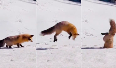 Mad Skills: Fox Makes Dive Into Ice Hole For Fish