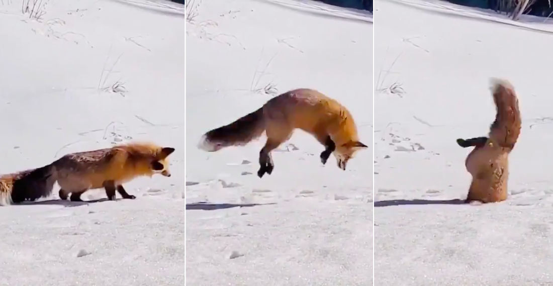 Mad Skills: Fox Makes Dive Into Ice Hole For Fish