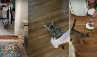 Precious Angel!: Cat With Cerebellar Hypoplasia Gets Excited For Feeding Time