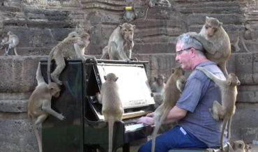 Pianist Performs For Group Of Monkeys As They Crawl All Over Him