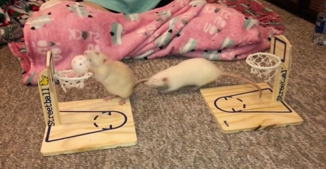 Two Trained Rats Play A Friendly Game Of Basketball
