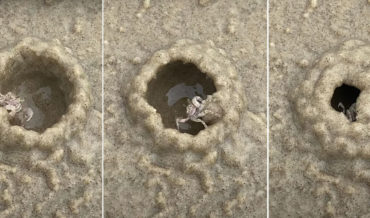 Little Crab Quickly Builds A Sand Igloo As Tide Comes In