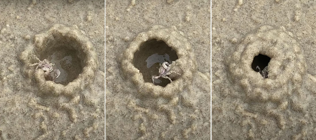 Little Crab Quickly Builds A Sand Igloo As Tide Comes In