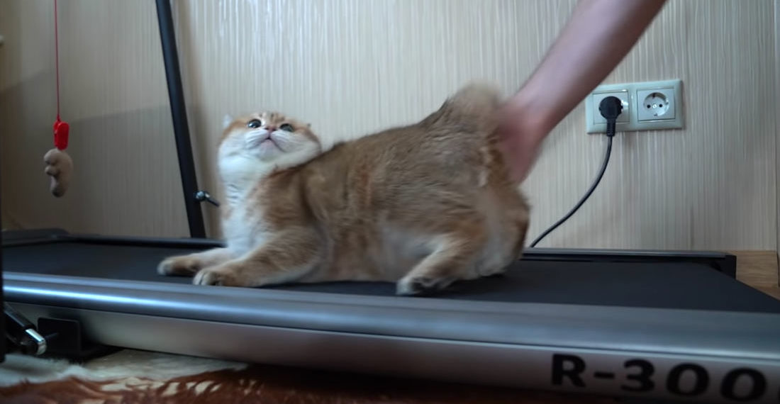 Man Documents The Start Of Trying To Teach His Chubby Cat To Walk On A Treadmill