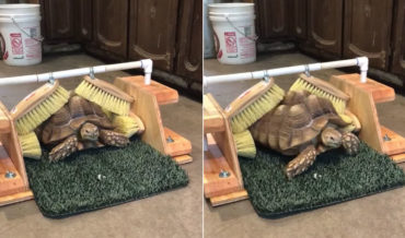 Scratch That Itch: Tortoise Scratches Itself In Custom Made Shell Brush System