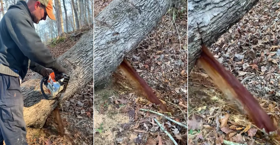 What The?: Fallen Tree Gushes Water When Cut
