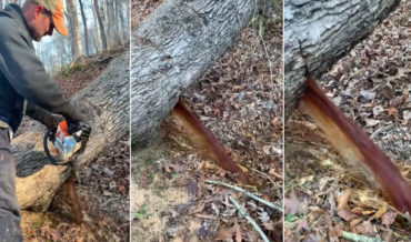 What The?: Fallen Tree Gushes Water When Cut