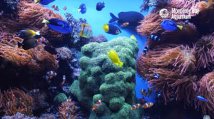 12 Hours Of Tropical Coral Reef Aquarium Fishes