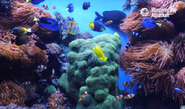 12 Hours Of Tropical Coral Reef Aquarium Fishes