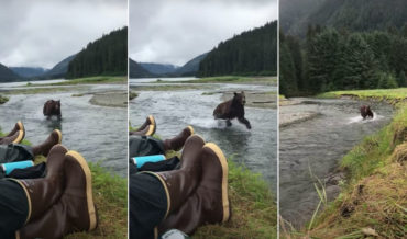 Hikers Casually Encounter Charging Brown Bear By Alaskan River