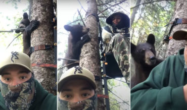 Well Hello There!: Bear Chases Another Bear Into Tree With Two Hunters In Stand