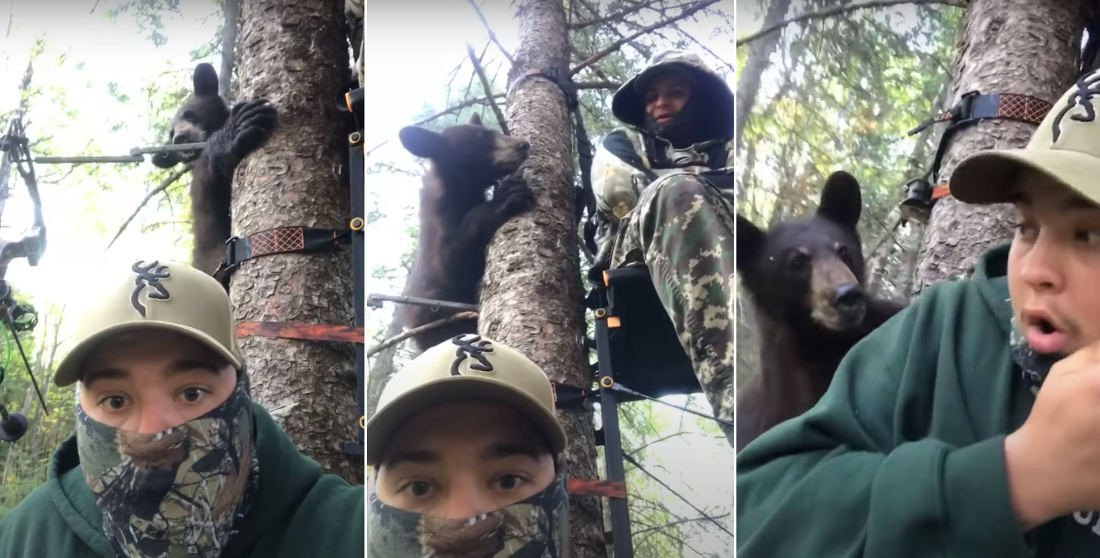 Well Hello There!: Bear Chases Another Bear Into Tree With Two Hunters In Stand