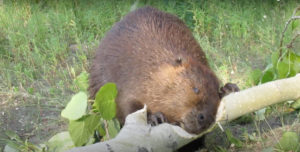 Beaver Chews Through Thick Poplar Limb In 45 Seconds