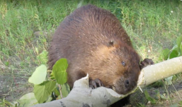Beaver Chews Through Thick Poplar Limb In 45 Seconds