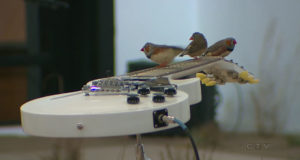 Free Bird!: Room Full Of Birds Play Electric Guitars As They Perch On The Strings