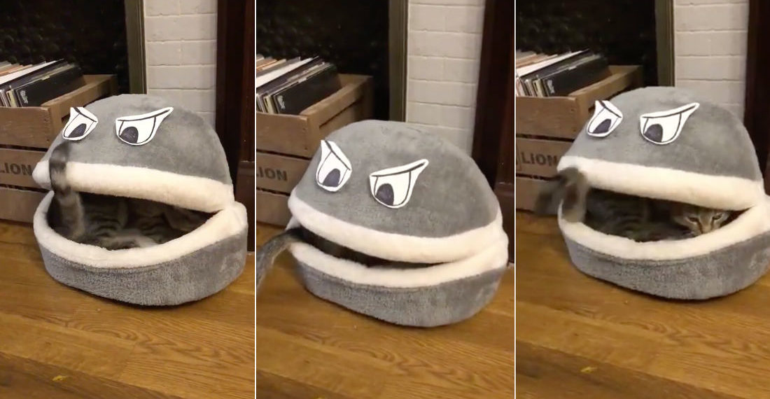 Perfection: Guy Adds Eyes To Cat Bed To A Create Cat-Eating Cat Bed