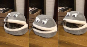 Perfection: Guy Adds Eyes To Cat Bed To A Create Cat-Eating Cat Bed