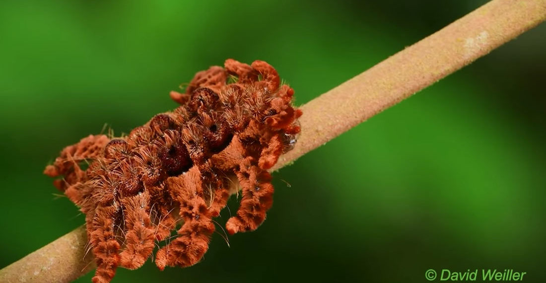 Oh, Mother Nature: Monkey Slug Caterpillar Mimics A Tarantula For Protection