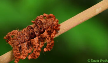 Oh, Mother Nature: Monkey Slug Caterpillar Mimics A Tarantula For Protection