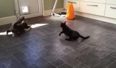 Slow Motion Footage Of Two Cats Drifting Towards The Pet Door In A Kitchen