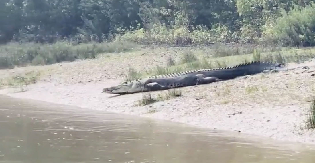Smooth As Silk: Crocodile Effortlessly Slides Down Bank Into Water