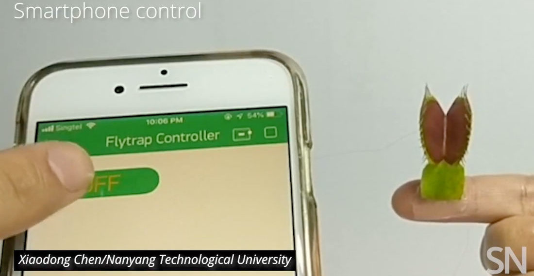 Scientists Control Cyborg Venus Fly Traps With Smartphone