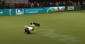 Dog Dances To Evanescence's 'Bring Me To Life' During Dog Show