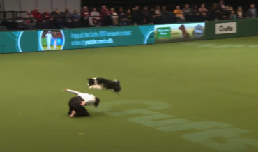 Dog Dances To Evanescence’s ‘Bring Me To Life’ During Dog Show