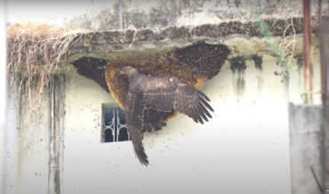 Honey Buzzard Raiding A Beehive For Honey