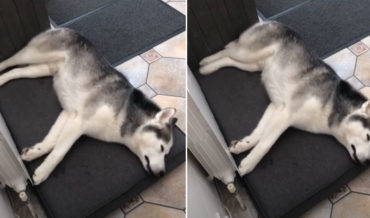 Husky Running Against Radiator In His Sleep