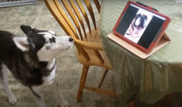 Awww: Husky Chats With His Best Friend During Video Call