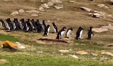 Two Groups Of Penguins Meet, One Accidentally Leaves With The Wrong Crew