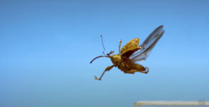 Awkward Bugs Taking Flight In Ultra Slow-Motion