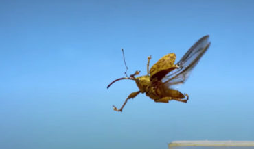 Awkward Bugs Taking Flight In Ultra Slow-Motion