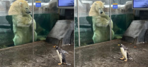 Awww: St. Louis Zoo Penguins Take A Snowy Field Trip To Visit Nearby Bear Exhibits
