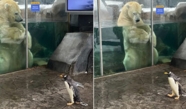 Awww: St. Louis Zoo Penguins Take A Snowy Field Trip To Visit Nearby Bear Exhibits