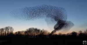 Starling Bird Murmuration (Swarming Pattern) Doesn't Even Look Real