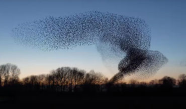 Starling Bird Murmuration (Swarming Pattern) Doesn’t Even Look Real