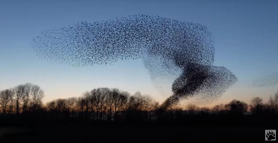 Starling Bird Murmuration (Swarming Pattern) Doesn’t Even Look Real
