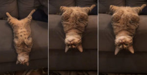What The?: Cat Laying Upside-Down Hanging Head Off End Of Sofa