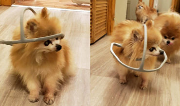Awww: Guy 3-D Prints Head Safety Hoop To Prevent Blind Dog From Running Into Things