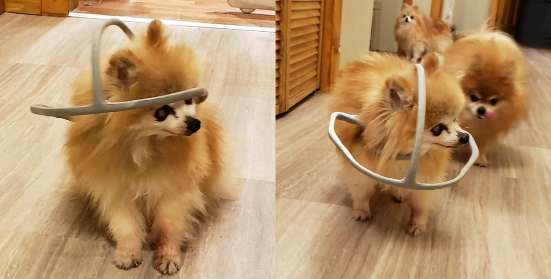Awww: Guy 3-D Prints Head Safety Hoop To Prevent Blind Dog From Running Into Things