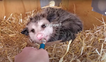 Girl Interviews Variety Of Rehabilitating Animals With A Tiny Microphone