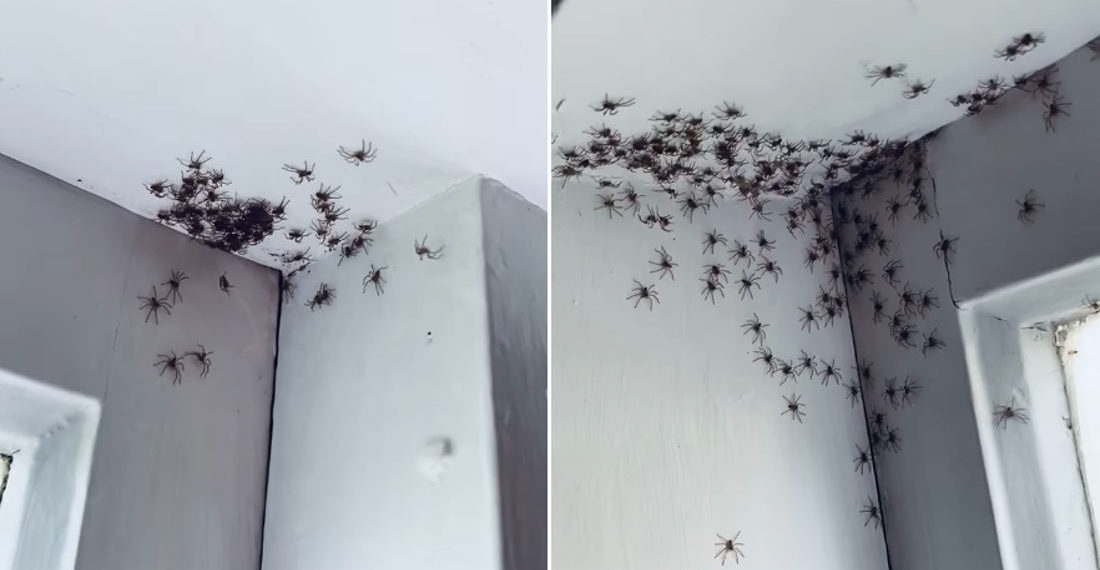 Australian Woman Welcomes A Bunch Of Baby Huntsman Spiders Into The World