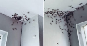 Australian Woman Welcomes A Bunch Of Baby Huntsman Spiders Into The World