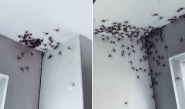 Australian Woman Welcomes A Bunch Of Baby Huntsman Spiders Into The World