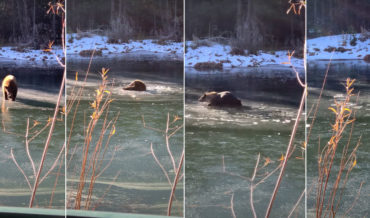 Bear Falls Through Thin Ice Of Frozen Lake, Pulls Itself Out